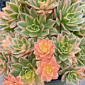 Rare Variegated Aeonium Cutting 2-Inch Cream Tea Sweet Tea Succulent (Aeonium) Live Plant for Indoor Gardening