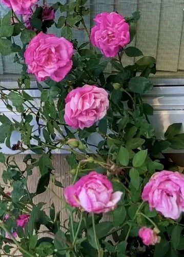 Climbing Rose Plant 10" Tall Old Blush Heirloom Pink Flowering Rosa 'Old Blush' Own Root with Buds for Zones 7-10