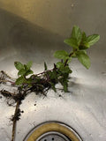 Chocolate Mint Plant Roots - 4 Established Plants - Mentha x piperita 'Chocolate' - Easy to Grow, Strong Root Structure