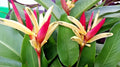Potted Parrot's Beak Plant - Heliconia Psittacorum - Vibrant Red & Yellow Flowers - Tropical Live Plant