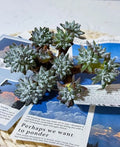 Dudleya gnoma S.W.McCabe Rare Succulent Plant - Easy Care Live Bare Root Gnome Plant for Mini Gardens and Collectors