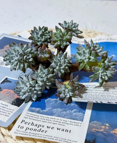 Dudleya gnoma S.W.McCabe Rare Succulent Plant - Easy Care Live Bare Root Gnome Plant for Mini Gardens and Collectors