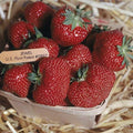 Jewel Strawberry Plants - Lot of 25 Junebearing - Self-Pollinating, Disease-Resistant, Excellent Flavor - Fragaria × ananassa