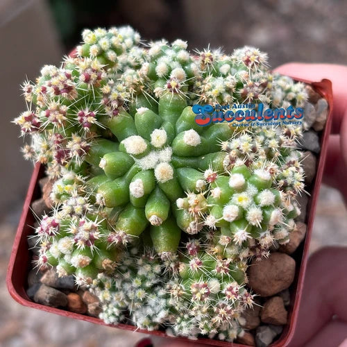 Live Rooted Cacti - Echinocactus grusonii monstrose - Unique Variegated Cactus - Perfect for Indoor Gardens