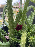 Live Rooted Cactus Plant - Red Dragon Huernia schneideriana - Blooming Variety in 3 Inch Pot with 4-5 Rooted Pieces