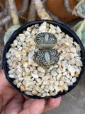 Conophytum Minimum 'Wittebergense' Live Plant - 2” Rare Succulent in Pot - Unique Two-Headed Plant, Bare Roots