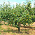 Kieffer Pear Tree 2-3ft Tall Self-Fertile Fruit Tree (Pyrus communis) - Sweet, Crisp, Juicy Pears, Heat Tolerant, Easy to Grow