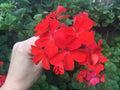Pelargonium Zonal Geranium 6" Cuttings Orange Red Live Plant Set of 4