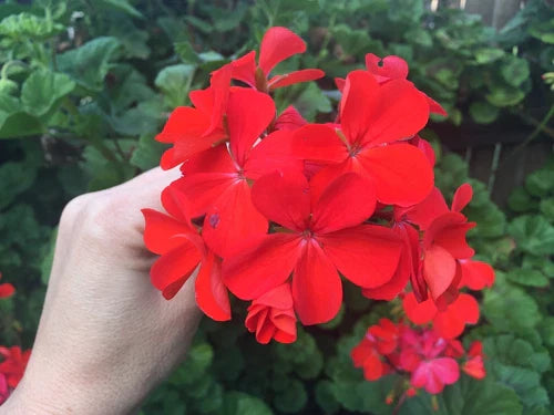 Pelargonium Zonal Geranium 6" Cuttings Orange Red Live Plant Set of 4