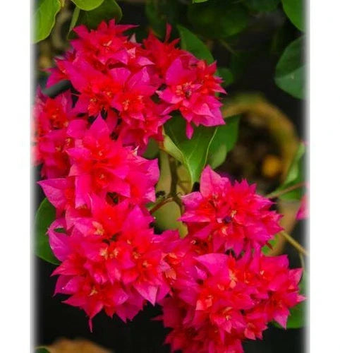 Double Red Bougainvillea Starter Plant - Well Rooted Live Plug (Bougainvillea glabra) - Rare HTF - USA Shipping