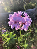 Lavender Pelargonium Peltatum Trailing Ivy Geranium Live Plant 3x6" Cuttings