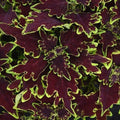 Coleus Live Plant 4" Cutting Limewire Variegated Burgundy - Coleus blumei (Volcanica Collection) for Sun & Shade