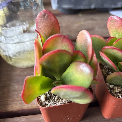 RARE RED AKAI Jade Succulent Plant - Crassula Ovata - Rooted Indoor/Outdoor Garden Addition - Low Maintenance, Drought-Resistant