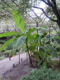 Musa Basjoo Banana Tree - 5-6 Inch Live Plant - Cold Hardy Variety - Tropical Foliage - Musa Basjoo