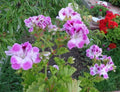 Pelargonium Regal Geranium Cuttings 6" Purple White Orchid-Like Blooms 2-Pack