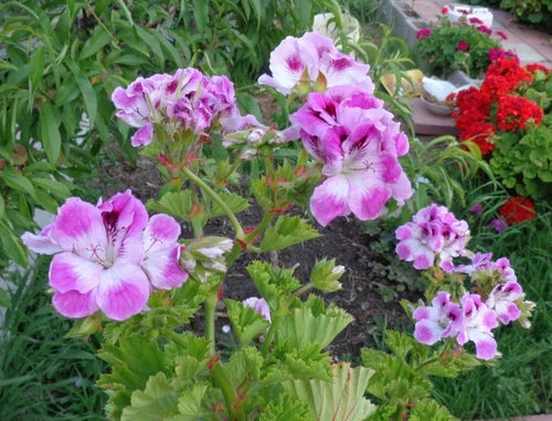 Pelargonium Regal Geranium Cuttings 6" Purple White Orchid-Like Blooms 2-Pack