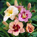 Easy to Grow Daylily Roots Mix - 10 Bareroots, Colorful Summer Flowers, Hemerocallis spp., Full Sun Garden Plants