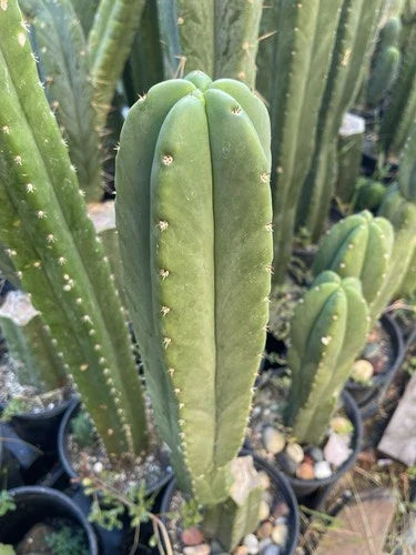 Echinopsis Cactus Cutting 16in 'Scop X Bertha' Live Plant - Rooting Instructions for Healthy Growth (Echinopsis spp.)