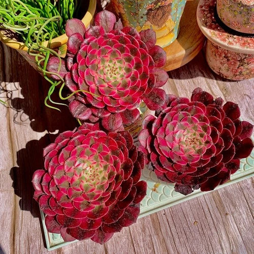 Live Succulent Plant Set - Aeonium 'Red Copper Variegated' - Rare Colorful Variety - Bare Root or Advanced Deluxe Options Available