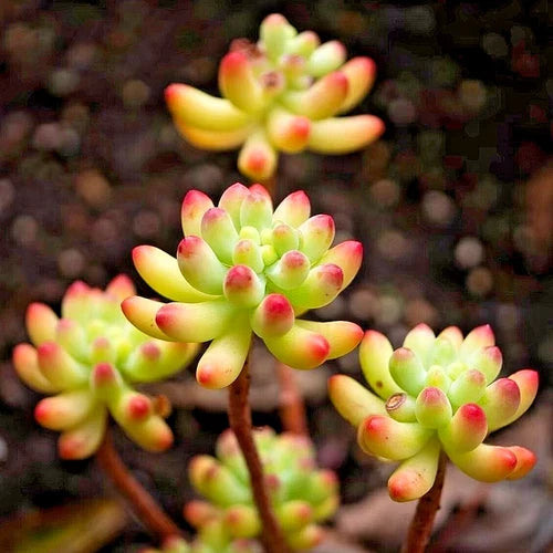 Rare Live Succulent Plant 2-Inch Blue Jelly Bean Sedum pachyphyllum Fully Rooted Decor Gift