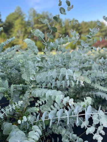 Eucalyptus Cinerea Silver Dollar Tree Plug - Healthy Starter Plant for Gardening - Eucalyptus cinerea