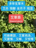 11 Bare-Rooted Mugwort Plants | Artemisia Argyi | Silvery Wormwood Herb | Medicinal & Culinary Uses