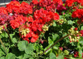 Geranium Cuttings 5x6" Hardy Fragrant Big Red Flowers Pelargonium hortorum