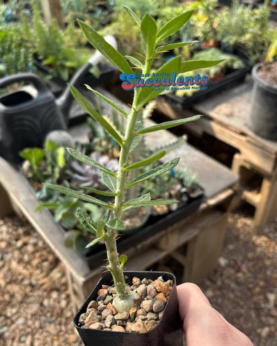 Pachypodium bispinosum Succulent - Live Rooted 2.25" Container Plant - Bare Rooted Option Available