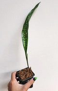 Rooted Milky Wax Cast Iron Plant - Durable Indoor Houseplant - Aspidistra elatior - Easy Care & Low Light Adaptable