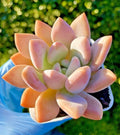 Graptoveria Opalina Succulent 2.75-Inch Rare Live Plant - Graptoveria 'Opalina' for Home Decor and Gifts
