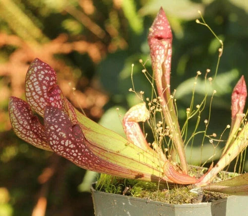 LIVE Carnivorous Pitcher Plant 3" Scarlet Belle Sarracenia Hybrid - Beginner Friendly, Bare Root, Unique Red Pitchers