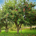 Honey Crisp Apple Tree 1-2ft Live Plant Sweet Tart Flavor Honeycrisp Malus domestica Ideal for Midwest Gardens