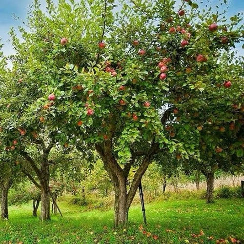Honey Crisp Apple Tree 1-2ft Live Plant Sweet Tart Flavor Honeycrisp Malus domestica Ideal for Midwest Gardens