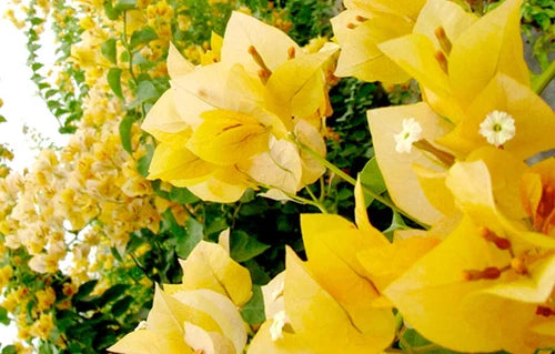 Well Rooted Bougainvillea Starter Plant - Gold Variety - Tropical Flowering Plant (Bougainvillea spp.)