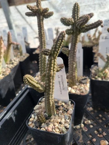 Echidnopsis cf. dammanniana Cactus - 2" Pot - Bare Root Succulent Plant - Unique Desert Flora
