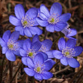 Hepatica Bare-root Plant | Anemone hepatica | Liverleaf Perennial for Spring Blooms | Woodland Flower