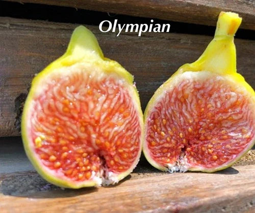 Olympian Fig Tree Plant - Live Starter Plant Bare Root - Ficus carica - Cold-Hardy Fruit Variety for Zones 6-10