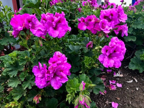 Purple Pelargonium Regal Geranium 6" Live Plant Cuttings - 3 Pack