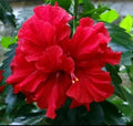 Double Red Hibiscus Live Plant - 5" Starter - Tropical Perennial - Hibiscus rosa-sinensis - Indoor/Outdoor Garden Decor