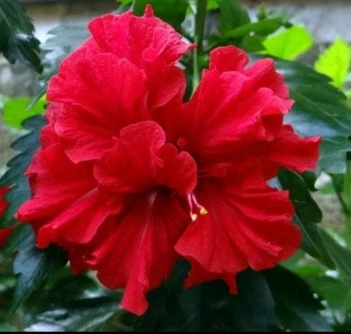 Double Red Hibiscus Live Plant - 5" Starter - Tropical Perennial - Hibiscus rosa-sinensis - Indoor/Outdoor Garden Decor