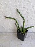 Rhipsalis Paradoxa Cactus Plant Cuttings in 2" Pot | Healthy Rooted Chain Cactus | Unique Indoor Plant