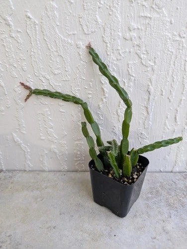 Rhipsalis Paradoxa Cactus Plant Cuttings in 2" Pot | Healthy Rooted Chain Cactus | Unique Indoor Plant