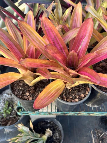 Neoregelia Bromeliad Plant - Variegated Martin - Bare Root Tropical Plant - Unique Houseplant for Indoor Decor