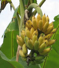 Dwarf Banana Tree - 4-6in Namwah Banana Plant - Healthy Well-Rooted - Musa acuminata "Namwah"