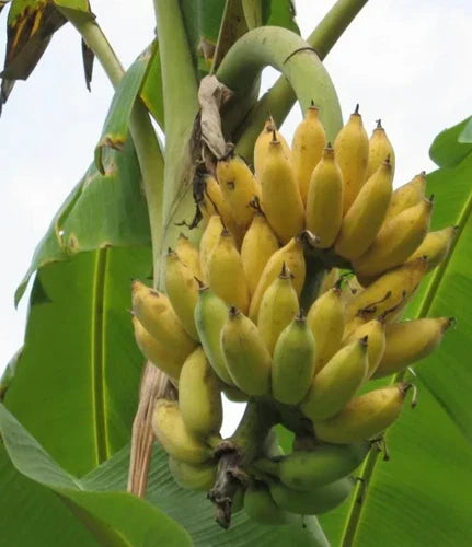 Dwarf Banana Tree - 4-6in Namwah Banana Plant - Healthy Well-Rooted - Musa acuminata "Namwah"