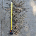 Extra Large Asparagus Roots - 3rd Year Mary Washington Variety - 10 Pack - Asparagus officinalis