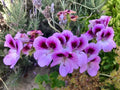Lavender Purple Pelargonium Geranium 6" Live Plant Cutting - Regal Fancy Geranium