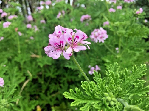 Pelargonium Citronella Lemon Scented Geranium Cuttings 3-Pack Pink Flowers 3"-5"