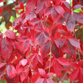 Virginia Creeper Cuttings – 10 Unrooted Parthenocissus quinquefolia Vines, 6–8" Long, Fast Growing Climbing Vine for Walls & Trellises