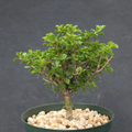 Pereskia portulacifolia 6” Plant | Rare Cactus Bonsai Specimen | Live Pereskia Starter | Unique Tree-Form Cacti for Collectors